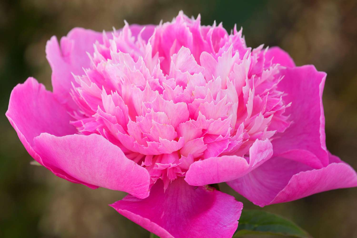 Pæon 'Bouquet Perfect'